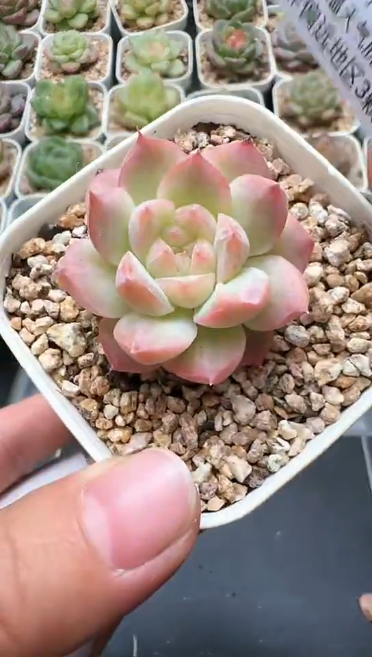 349F云禹多肉植物 默认脱土纸巾打包 3颗包邮