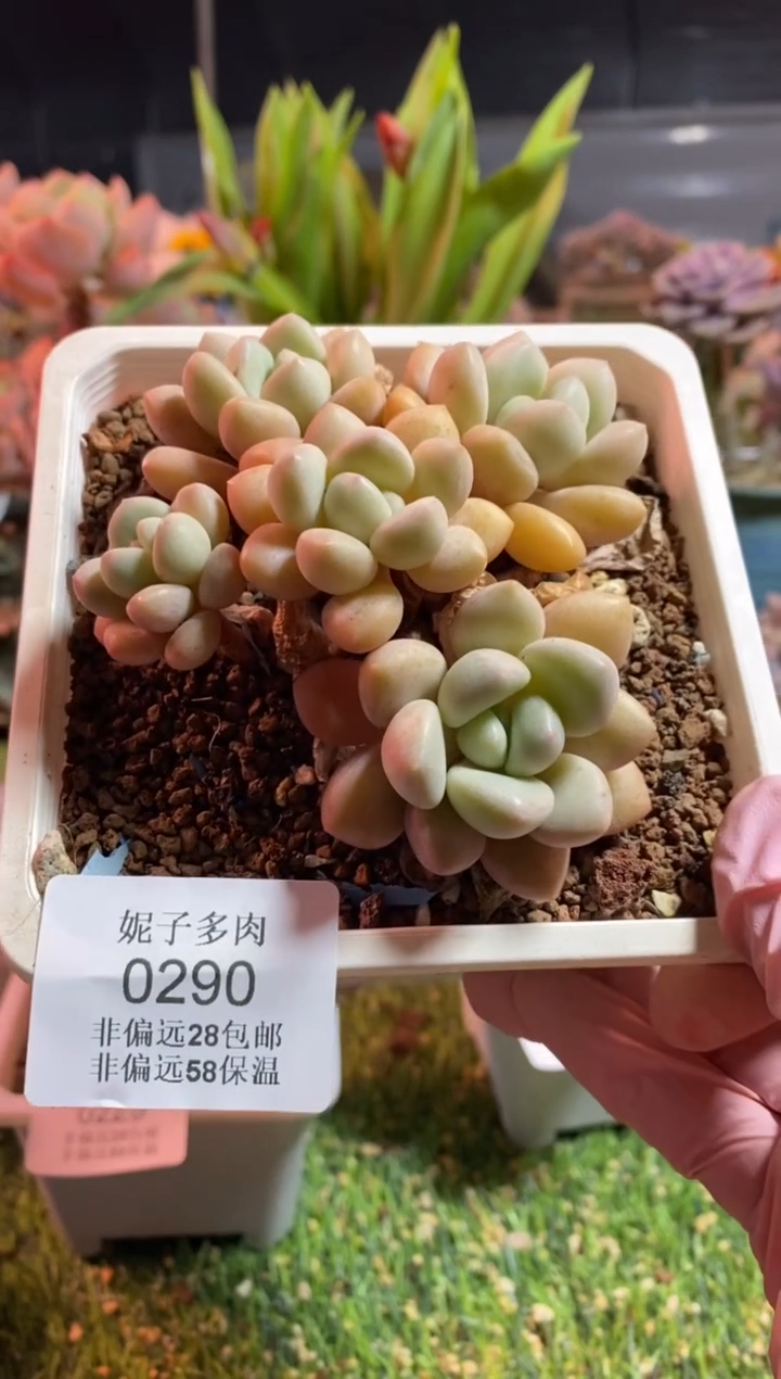 【闪购商品】0290a