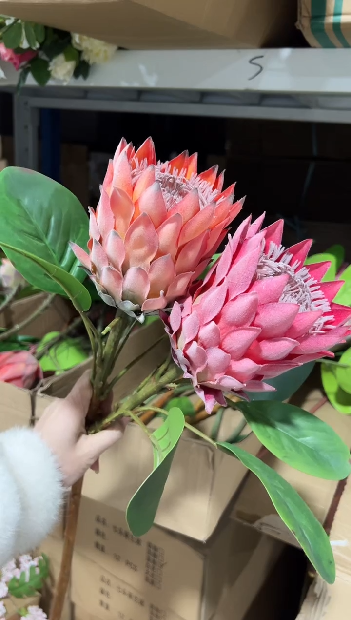 2枝混色凤梨帝王    