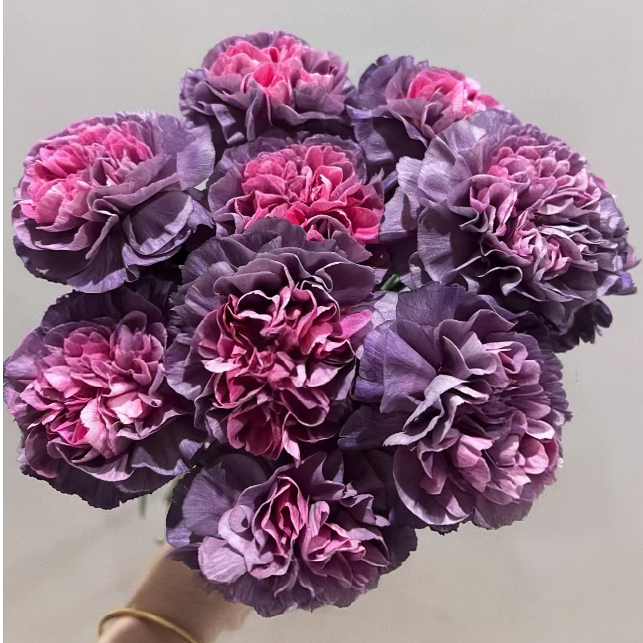 【独鬏鬏优选】高品质单头康乃馨 野马 康乃馨 家居瓶插鲜切花鲜活