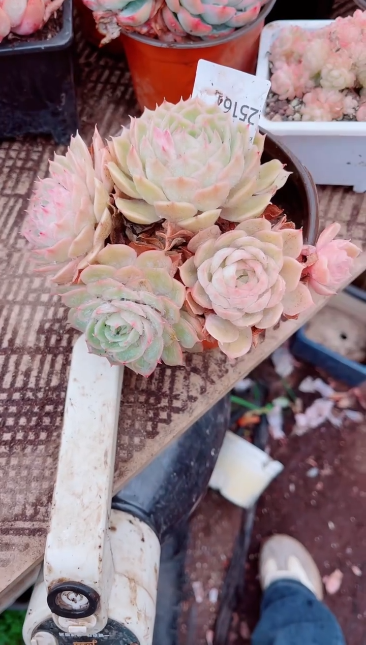 晓*跃跃精品多肉25161