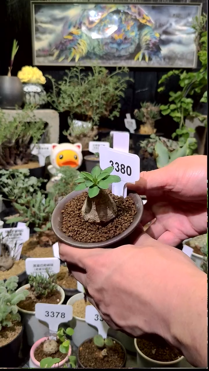 号1209福利植物土拨鼠大戟