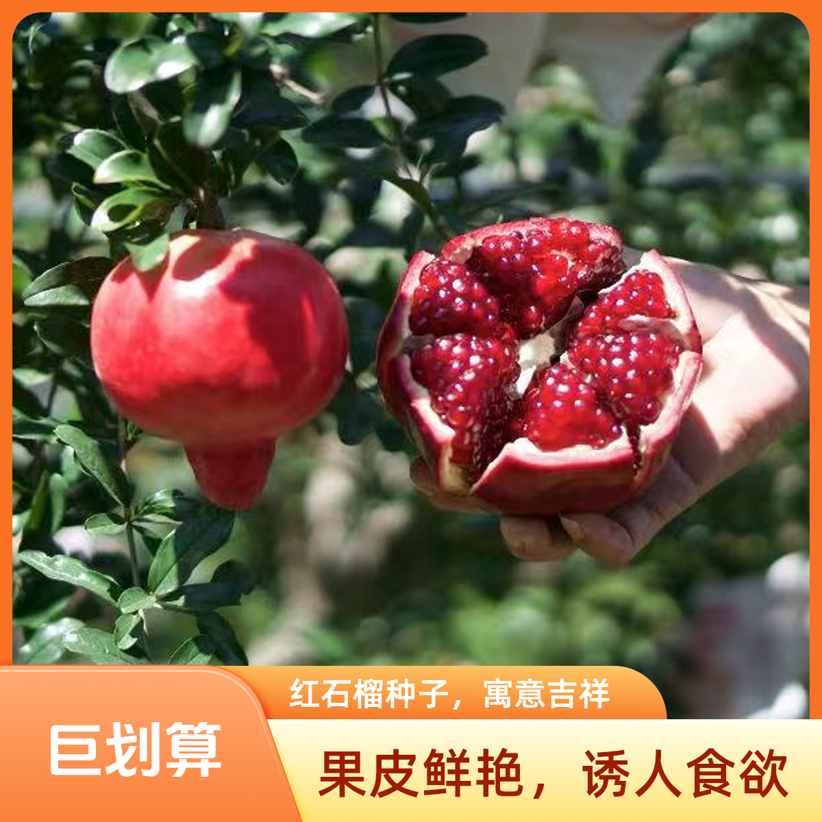 宾川【天使红】软籽石榴