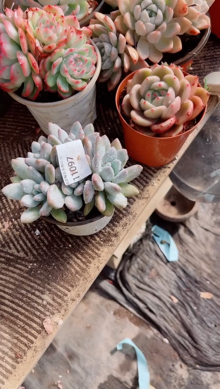 高****头跃跃精品多肉11097