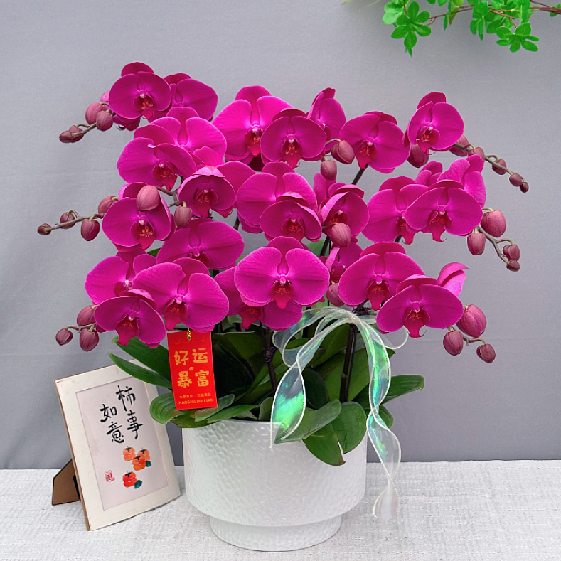 花满屋【大辣椒-蝴蝶兰】 高端鲜花 花期长室内观赏花 送礼年宵花