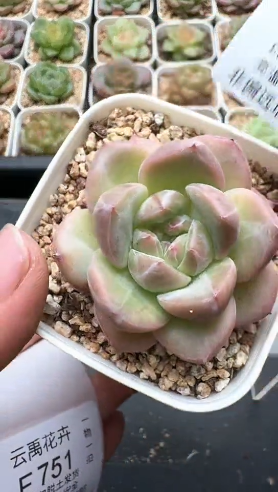 750F云禹多肉植物 默认脱土纸巾打包 3颗包邮