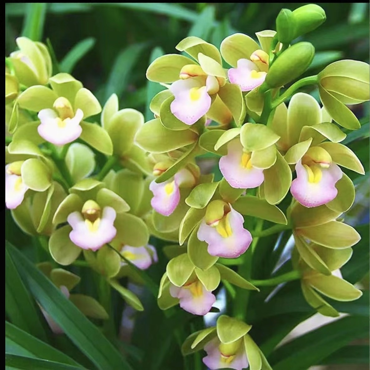 【香水香兰2-3花】香兰高端兰花浓香型好养易活室内外精品盆栽