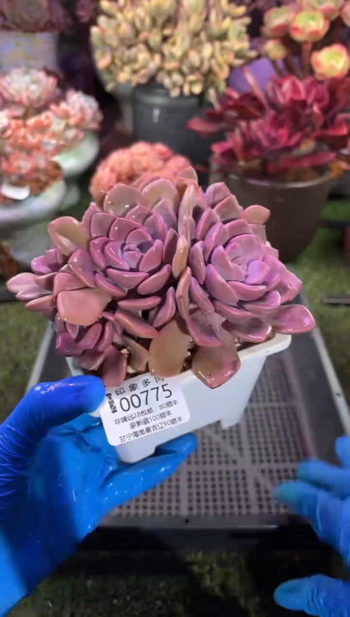 【闪购商品】00775