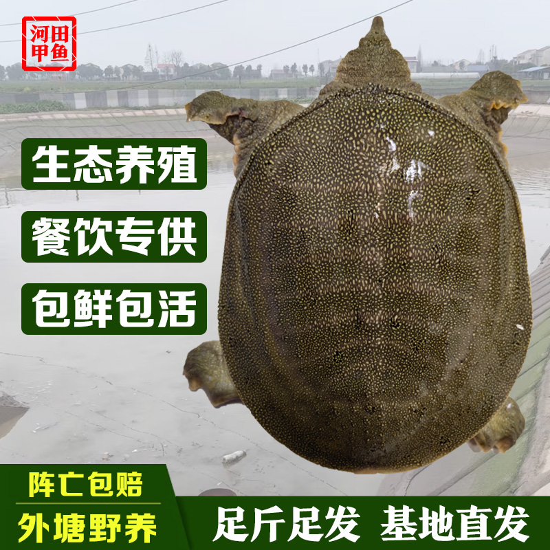 【7-6】Y4甲鱼活鲜活中华鳖团鱼王八包活外塘散养青背甲鱼 [买3送1]