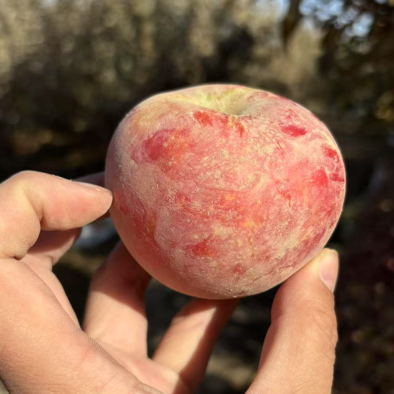 【新疆秦脆小苹果】脆甜多汁产地直发新鲜采摘