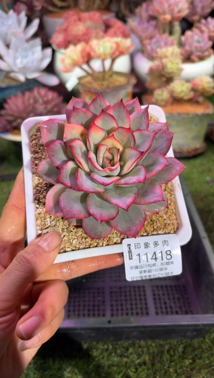 【闪购商品】11418