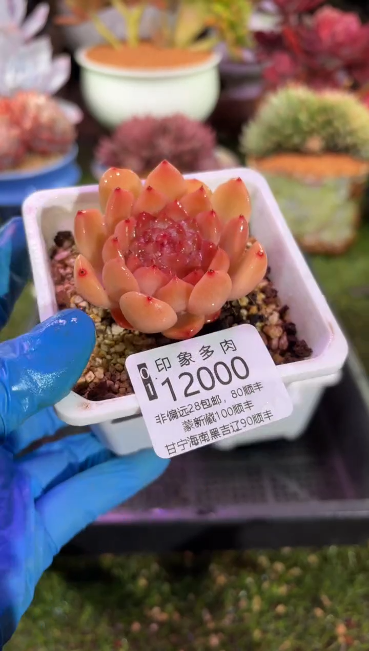 【闪购商品】12000