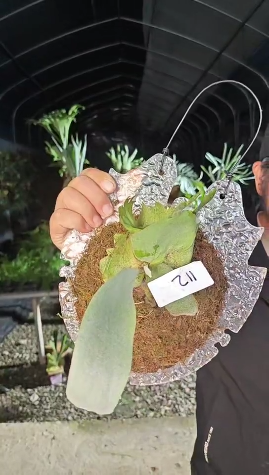 蕨色    112 爪哇