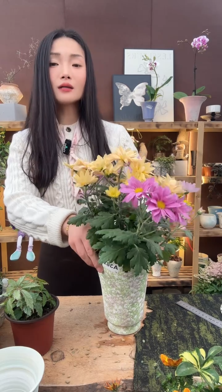 无花朵小菊育苗盆169