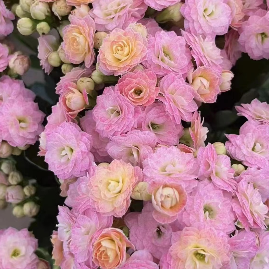 浪漫樱花 -精品盆栽活懒人花卉美观重瓣带花苞易活