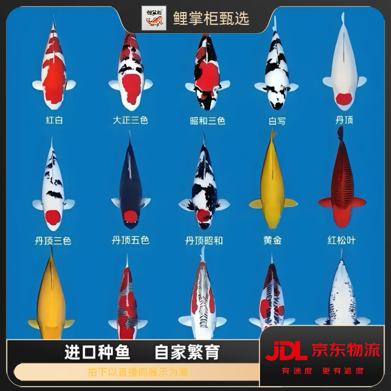 ② 鲤掌柜甄选 血统锦鲤 红白 大正 昭和 介子观赏鱼 录好开箱视频