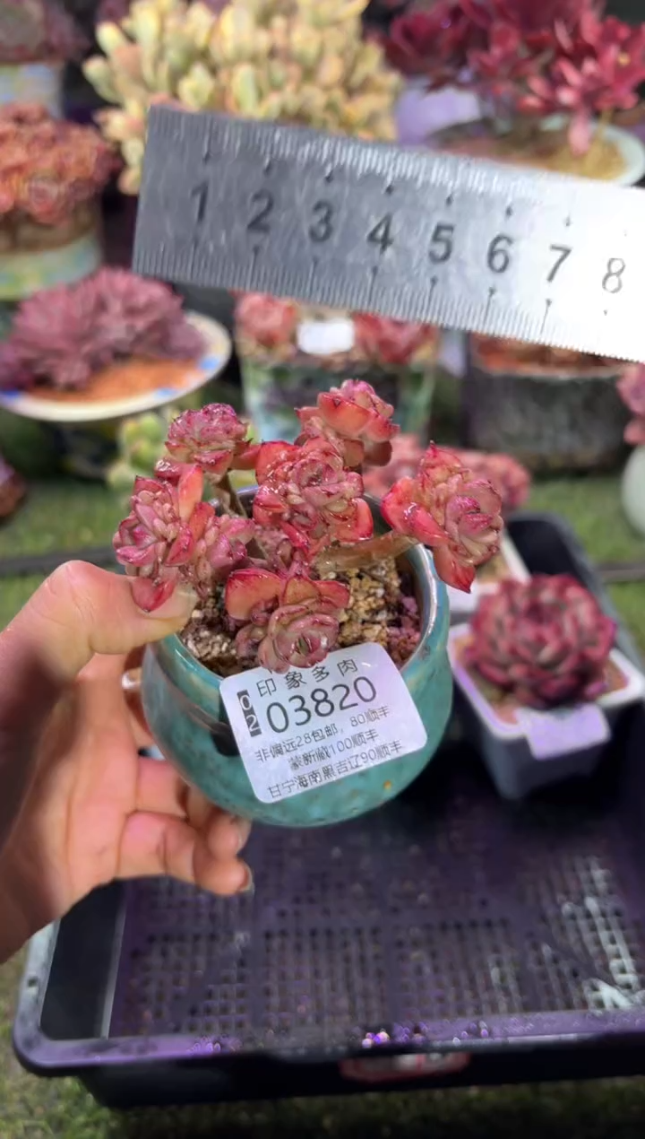 【闪购商品】03820脱土带盆