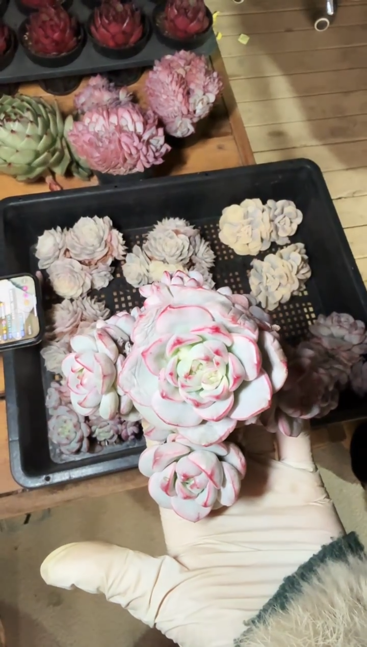 120#4头香草锦无砍（8-12cm）脱土