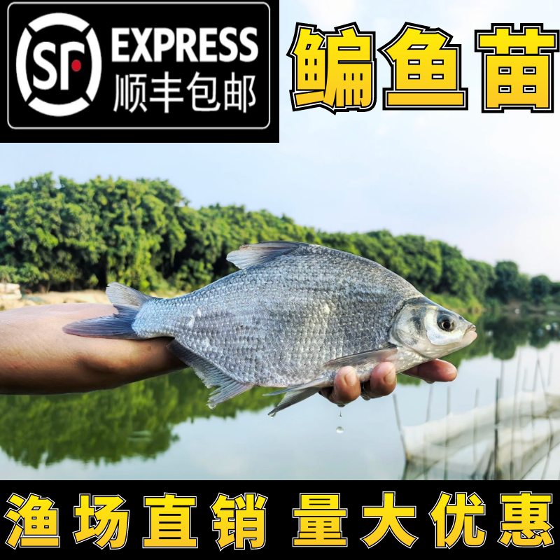 武昌鱼苗淡水养殖食用扁鱼苗活体三角鲂团头鲂边鱼苗超好养鳊鱼苗