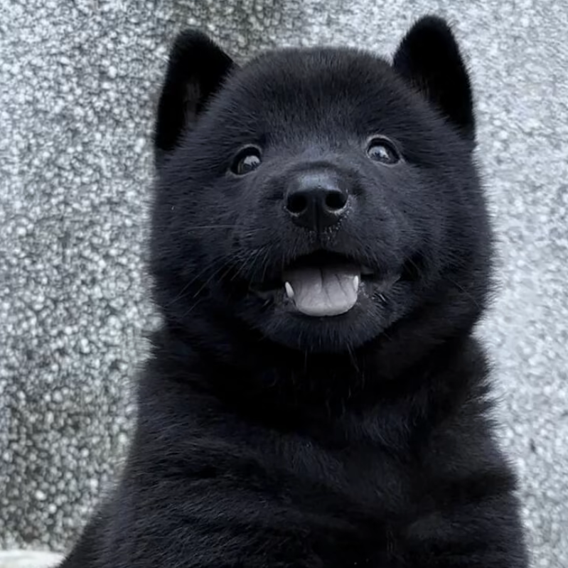 五黑中华田园犬赶山狩猎看家护院宠物狗活体