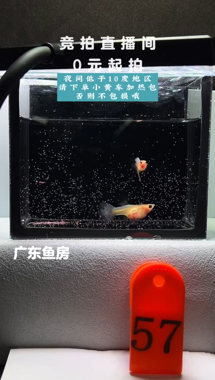 孔雀鱼蓝水晶带胎一对编号57
