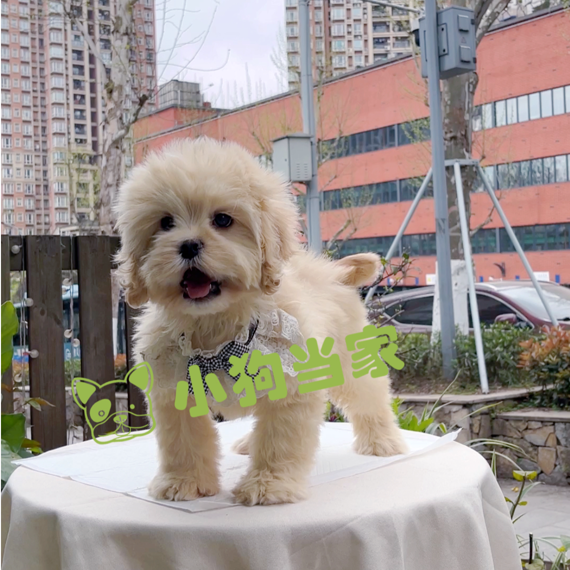 可卡布活体专用链接 可自提咨询客服 可爱伴侣犬