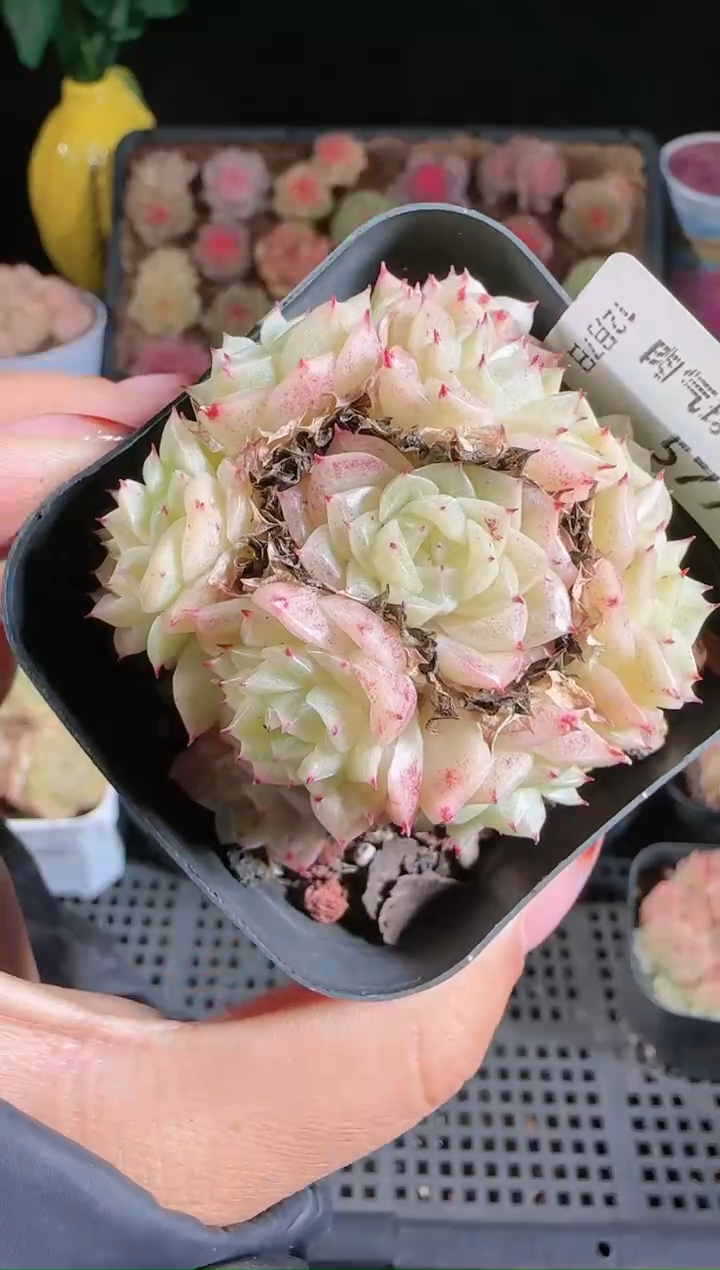 1207-577多肉群生不包整