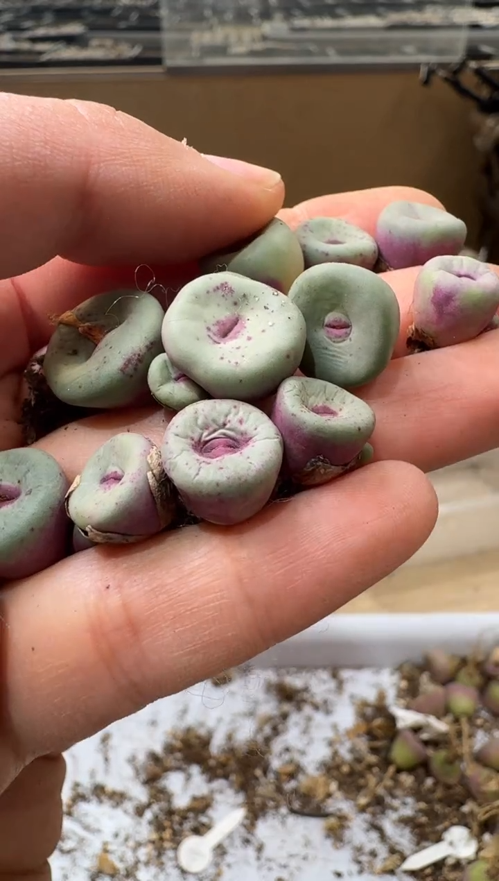 改**吧 多肉植物肉锥4-272