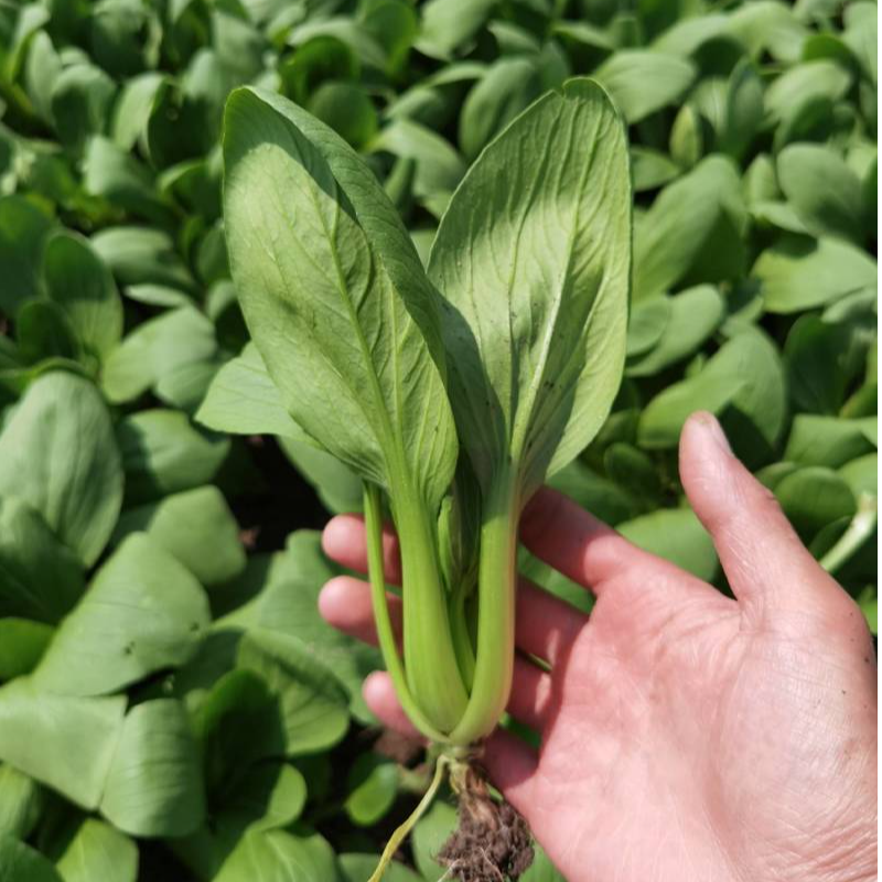 农家粪肥嫩， 黄油菜， 500g/1500g绿色蔬菜