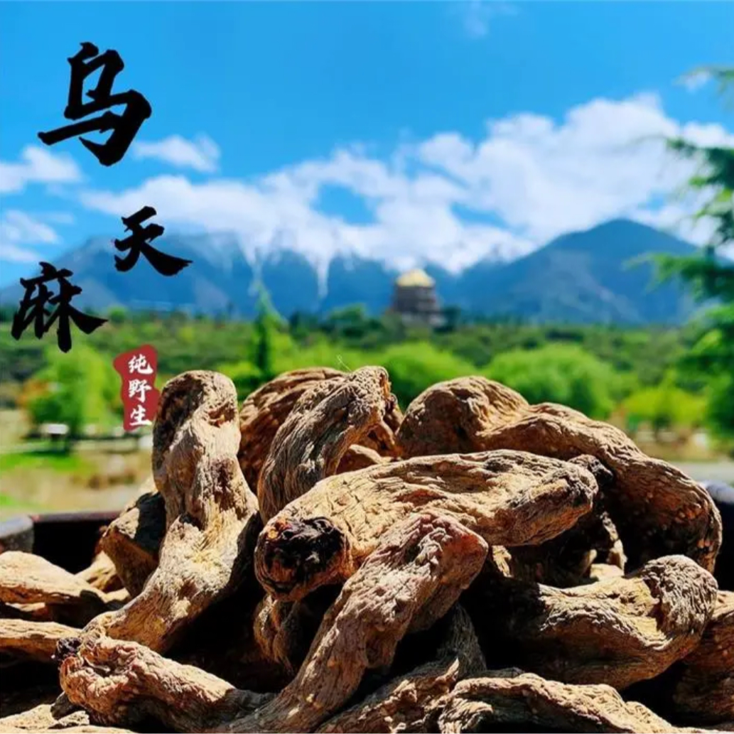 元养栈 西藏野野乌天麻干货冬天麻不空心炖汤味浓
