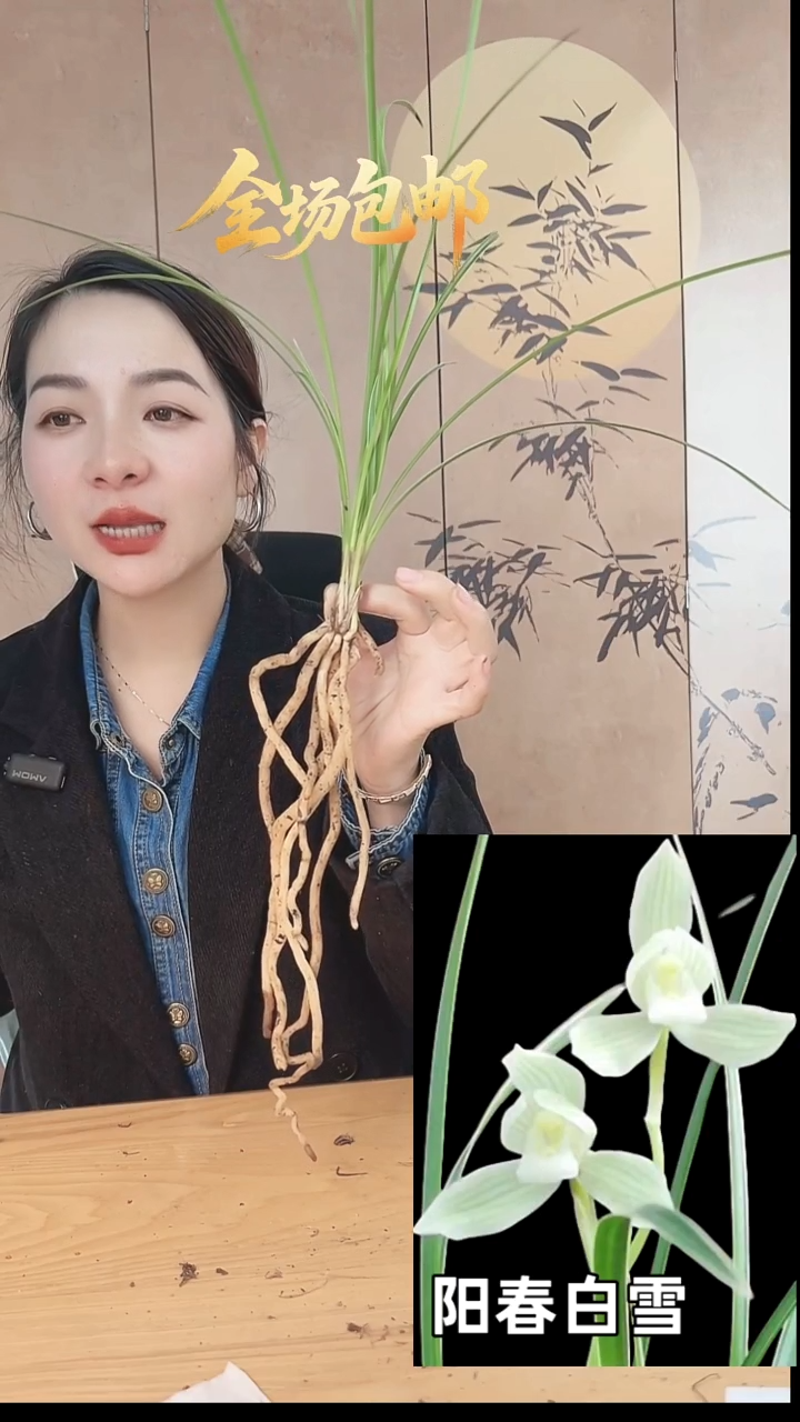 当前无花栽培后可以开花：阳春白雪