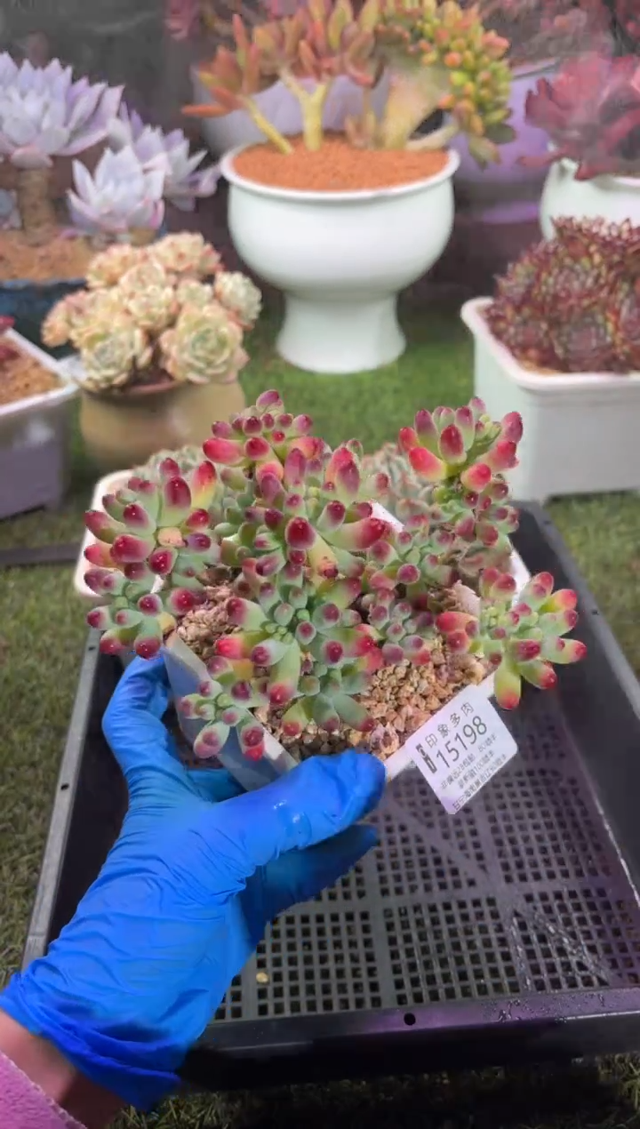 【闪购商品】15198