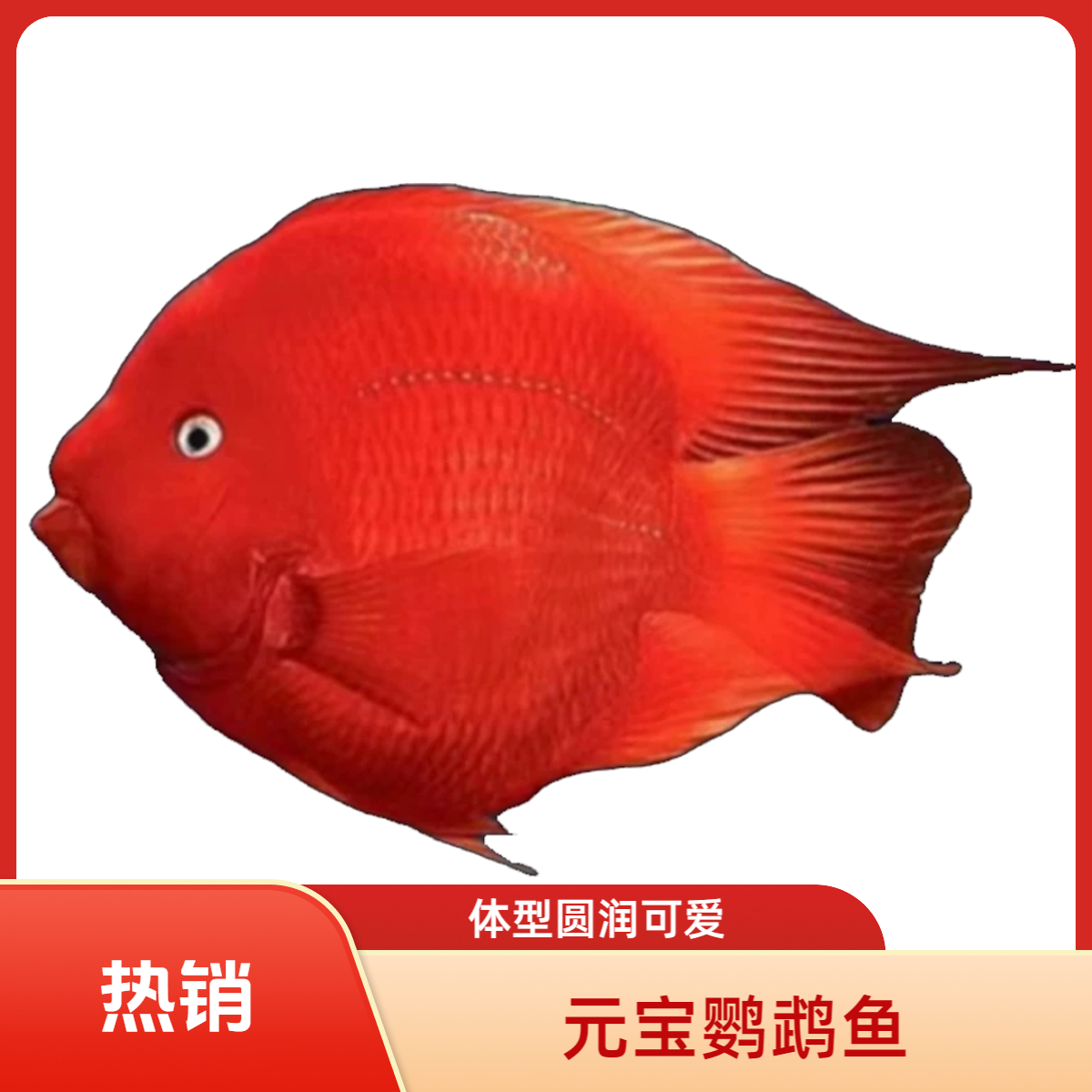 财神鹦鹉鱼 血红鹦鹉鱼活体中大型热带观赏发财金刚