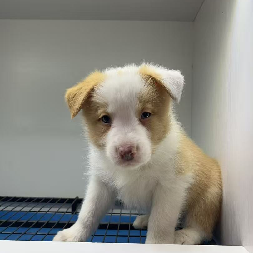 边牧京巴鹿犬阿拉斯加幼犬活体链接宠物