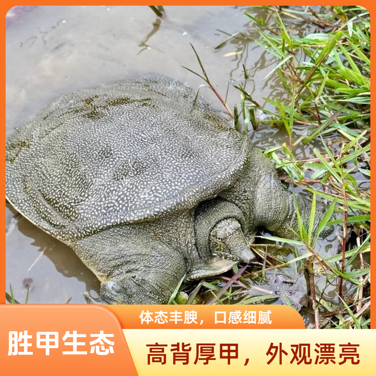 鲜食用生猛甲鱼两只共5-6斤青黑背生态水鱼团鱼老鳖顺丰冷链到家