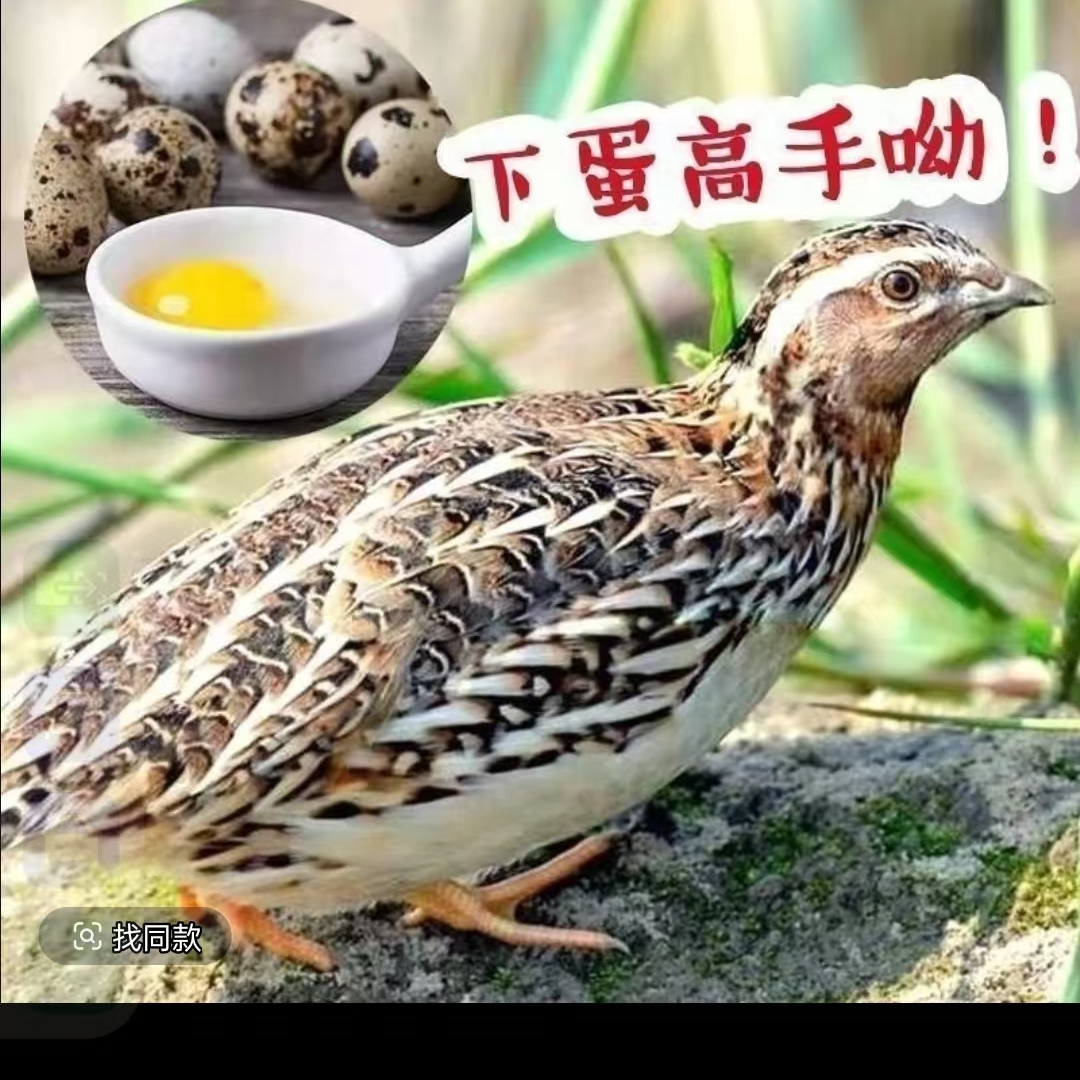 精品黄羽鹌鹑产蛋王阳台宠物