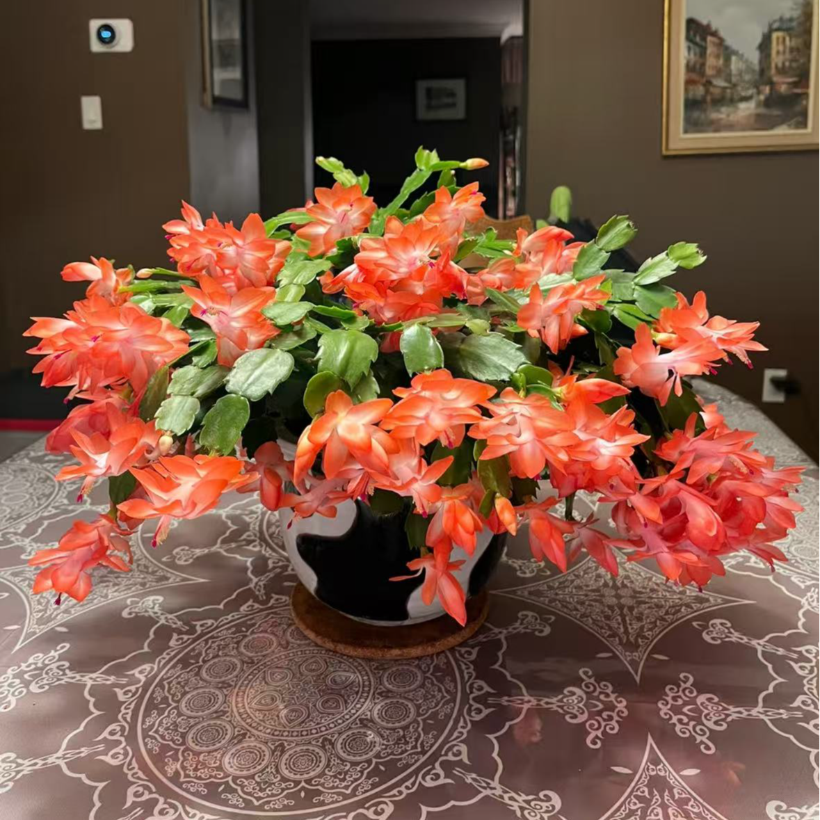 【李先生】嫁接蟹爪兰（橙色） 多年生 室内观赏花
