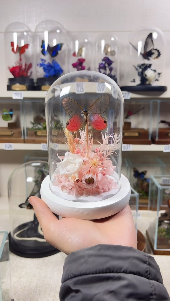 大自然真实蝴蝶标本