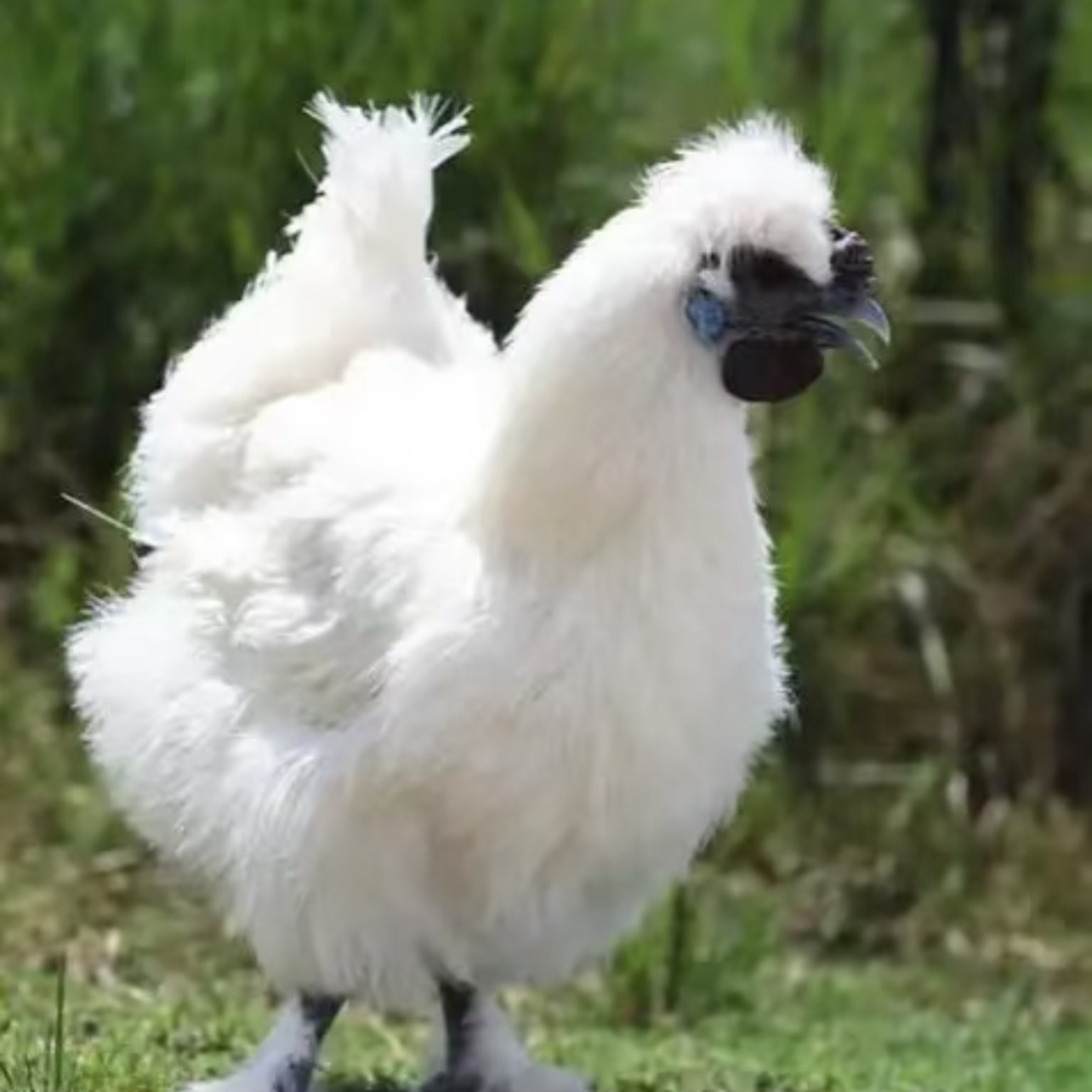 白凤乌鸡 5只装礼盒 单只1.5斤左右