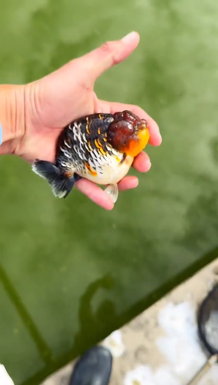 金鱼鱼*水娃娃观赏鱼兰寿金鱼  不包邮