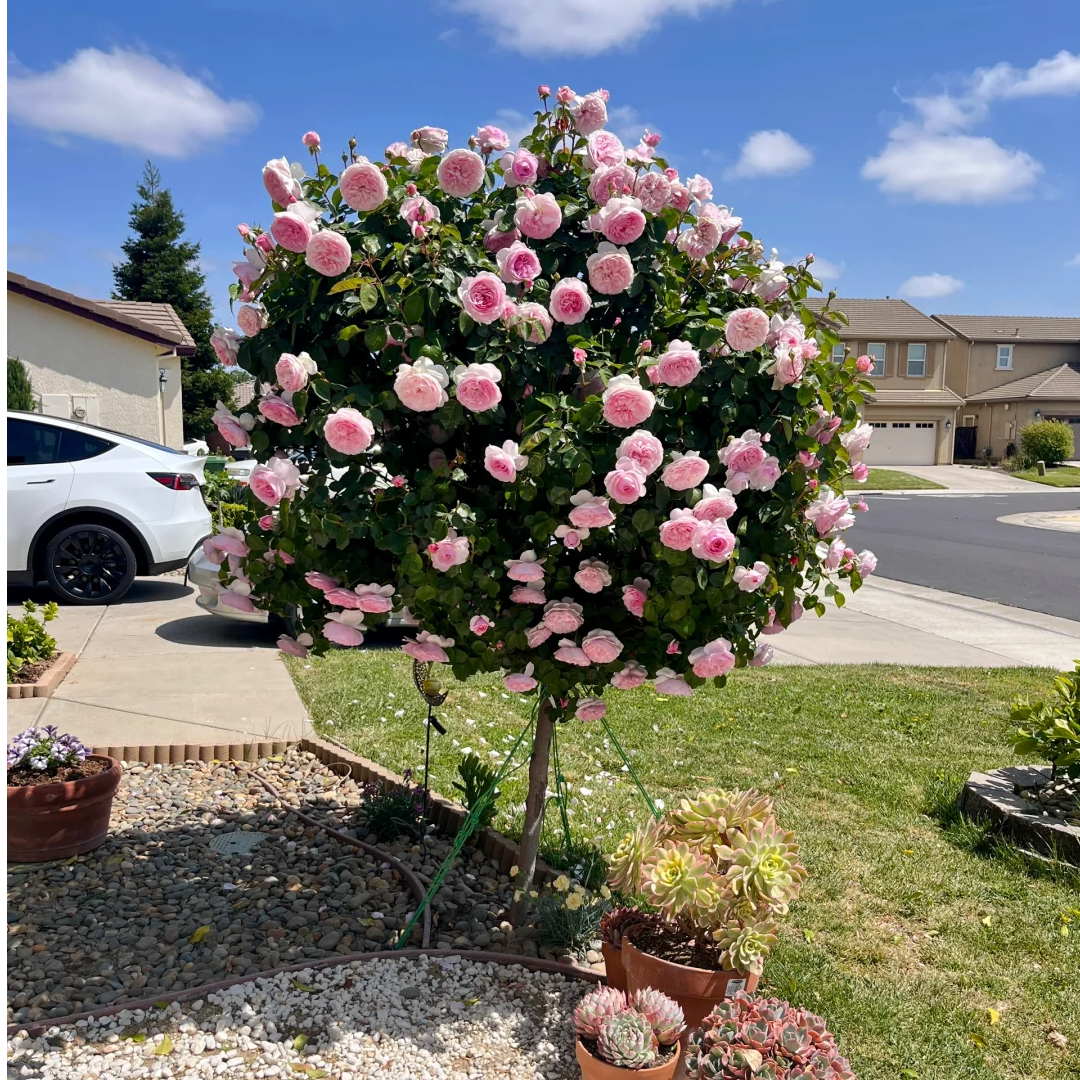 【瑾白原生棒棒糖】原生扦插（可遇不可求）独杆树桩盆栽月季月季树