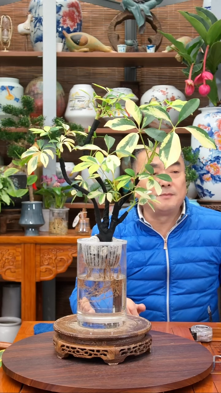 全部花苞云*水之韵水培花叶鸭掌木