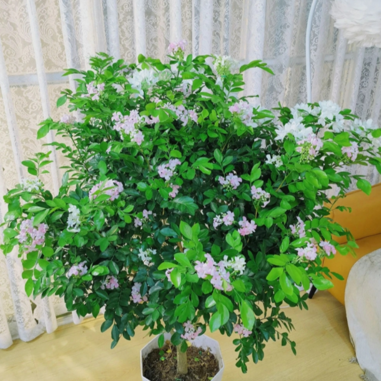 【50-60高度】九里香盆栽绿植盆栽浓香型客厅阳台室内外驱蚊虫植物