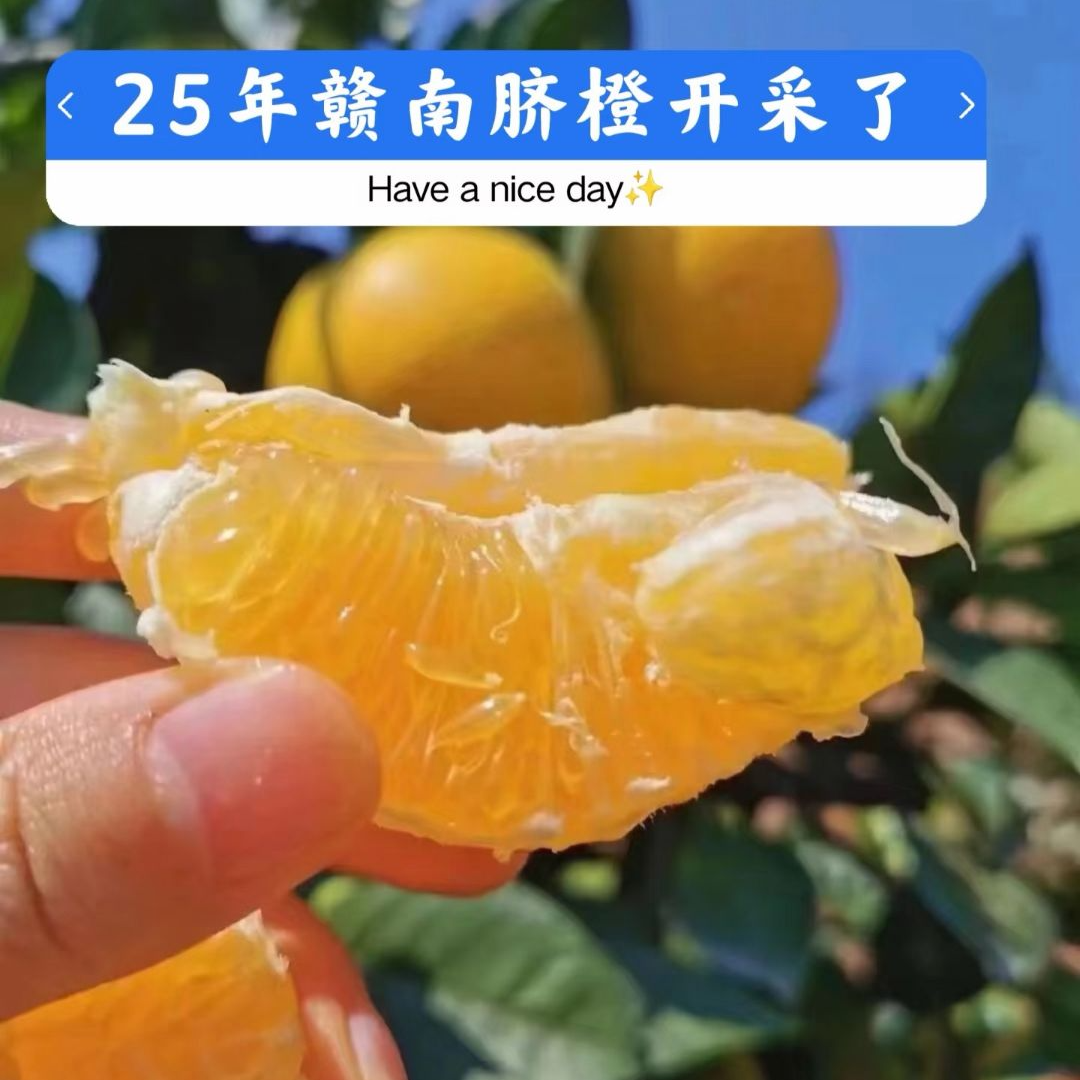 正宗江西赣南脐橙纽荷尔脐橙新鲜应季孕妇水果橙子5斤坏果包赔