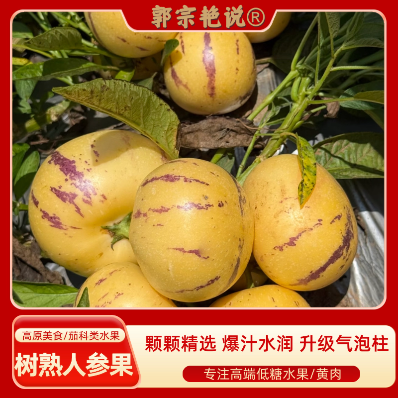 【低糖水果】云南石林人参果黄肉圆果清甜新鲜水果新鲜黄肉树上熟
