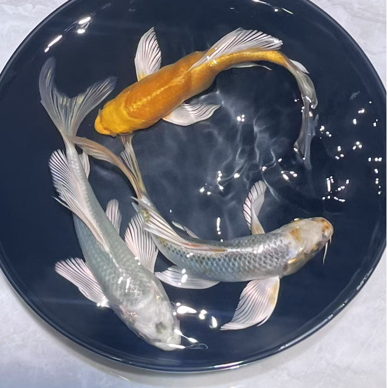 301-400号玛雅色蝴蝶鲤锦鲤金鱼宠物鱼活体观赏鱼