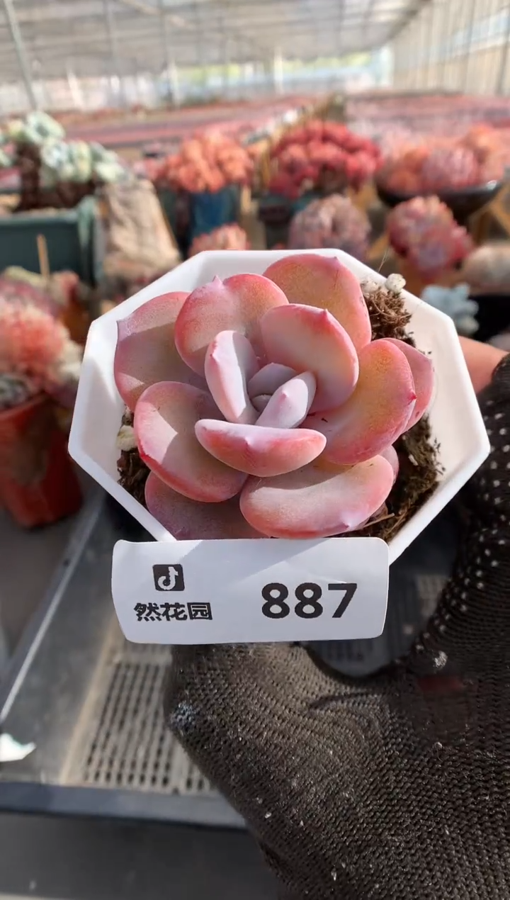 887奶茶一物一拍