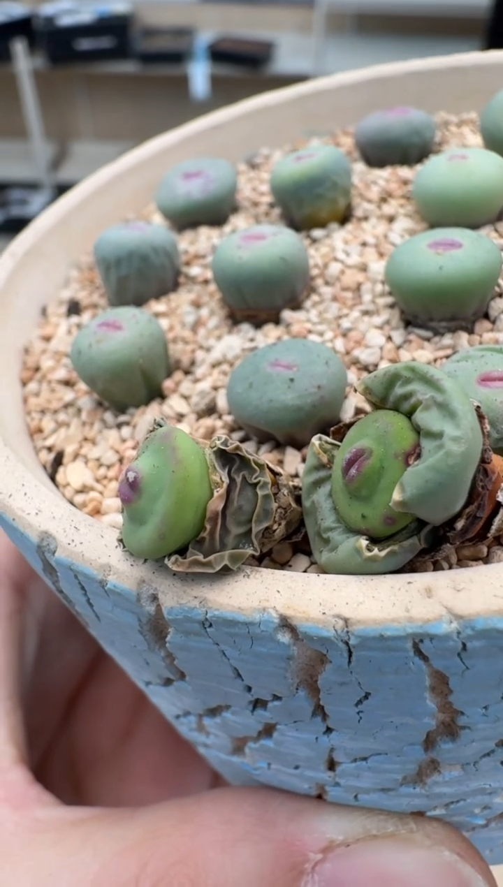 【闪购商品】14-19红嘴DOWS一颗