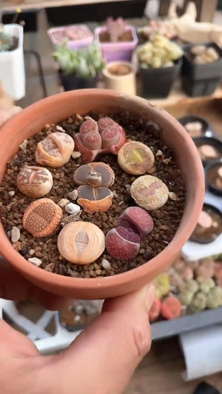 【闪购商品】9644直播一物一拍