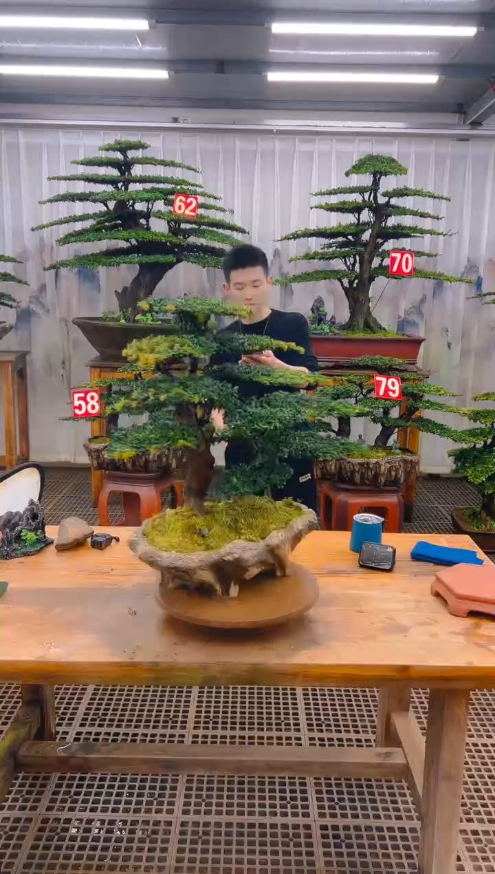 无花朵雲****理精品盆景直播间一物一拍